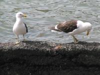 Albums/20060200-New Zealand 2006/20060203-Banks_Akaroa/16